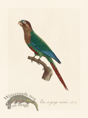 Barraband Parrot 016